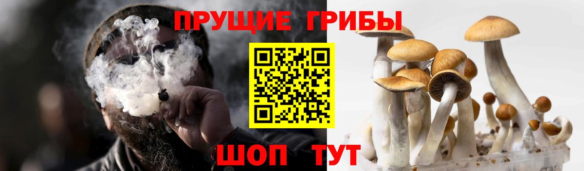 Галлюциногенные грибы Cubensis  Вход с VPN  Каменск-Шахтинский 